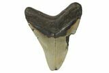 Fossil Megalodon Tooth - North Carolina #188228-2